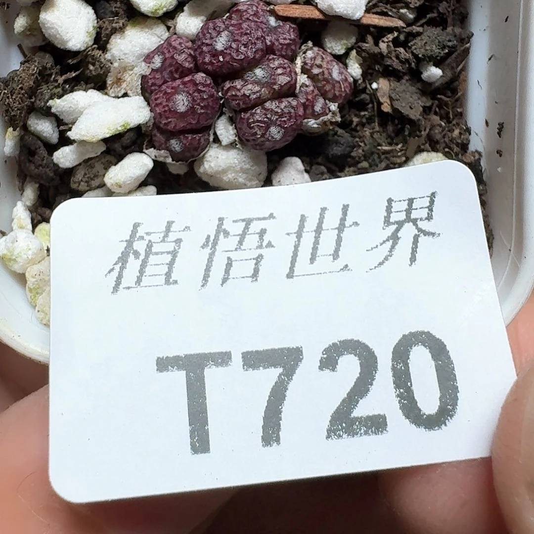 720盒多肉植物哇f g v