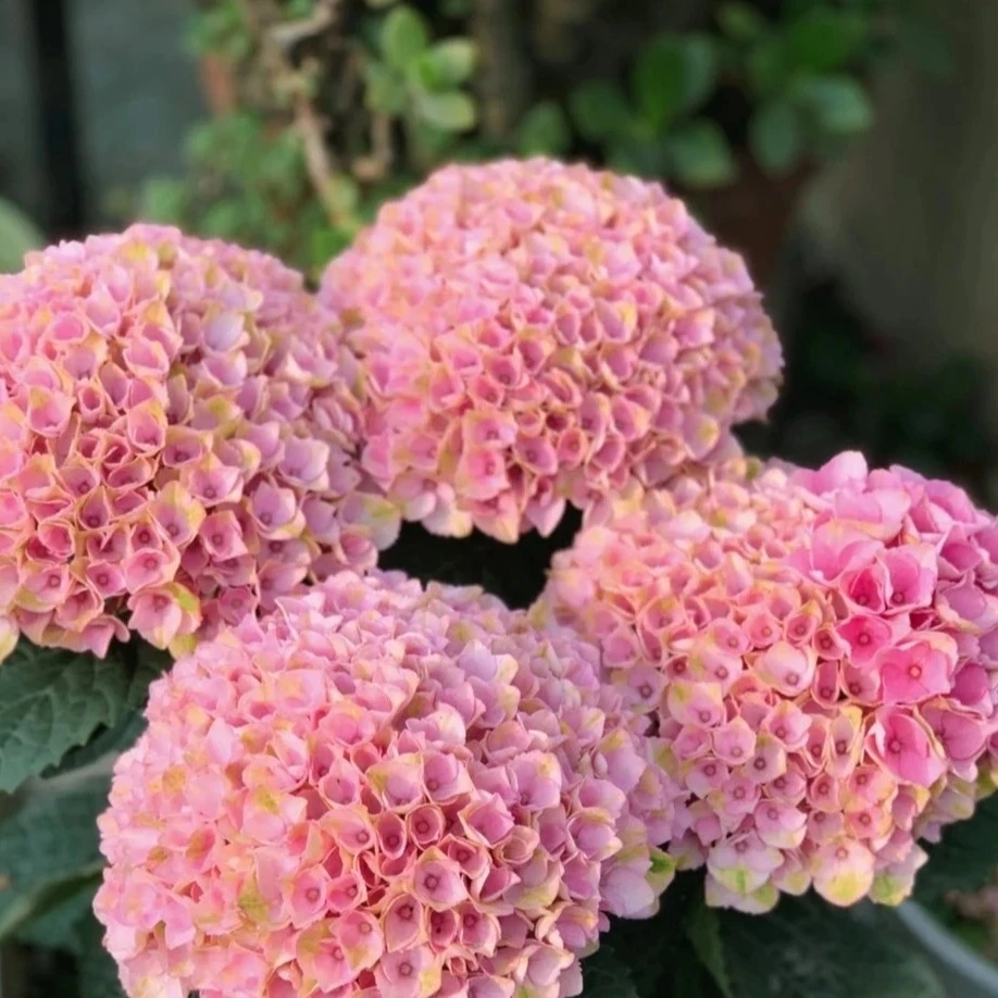 魔幻系列，魔幻革命，魔幻水晶，