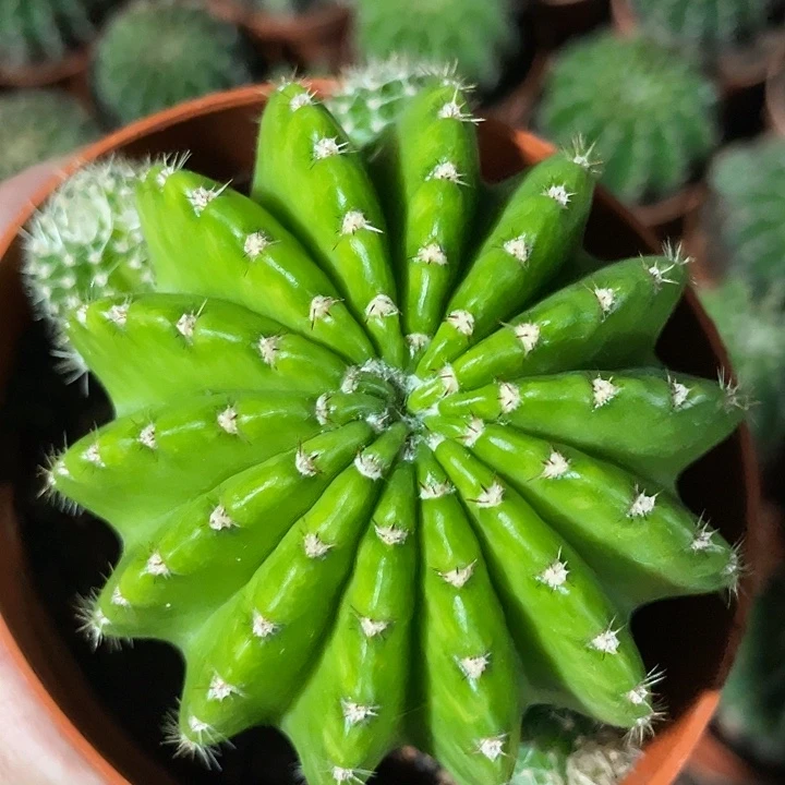 实生黄体短刺彩草