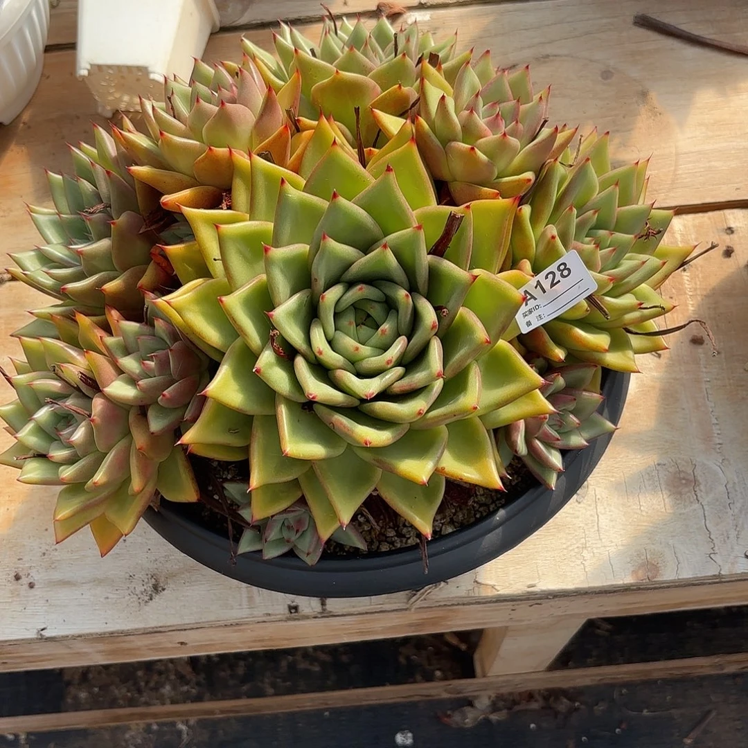 若如东云单拍A128