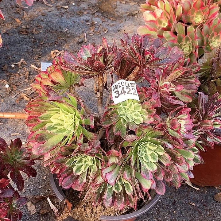 3422 一颗同时顺法师