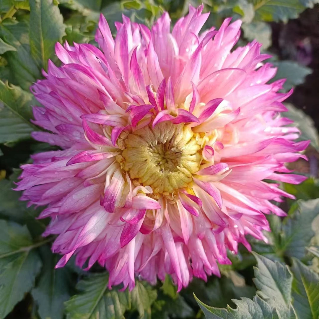 【松林公主/桃金娘】大丽花盆栽天竺牡丹地瓜花带花苞发货