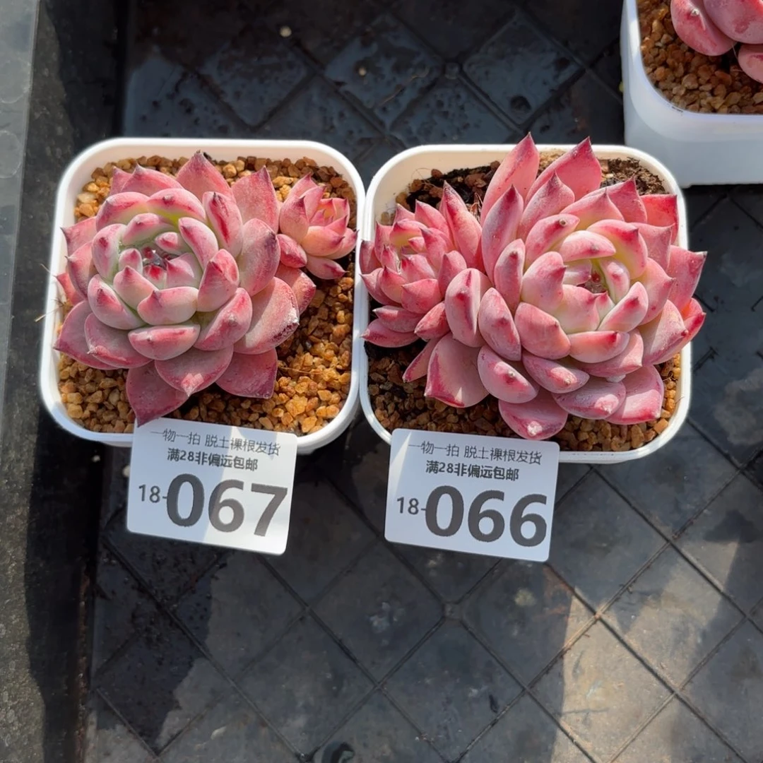 小**子砖石卡罗拉多肉