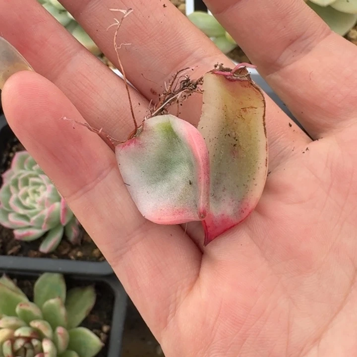 紫玲珑加冰颜叶片一物一拍