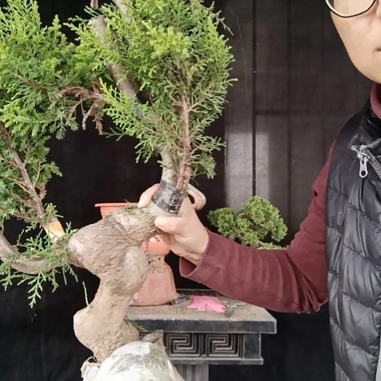 心***叔无花朵好好好好好好好好好