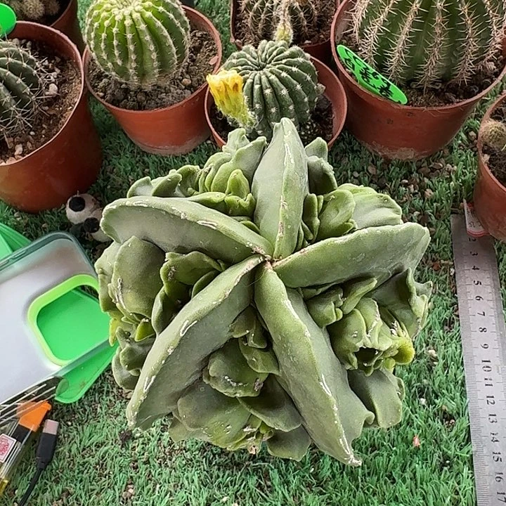 坚***守实生大核桃鸾凤羽仙人球