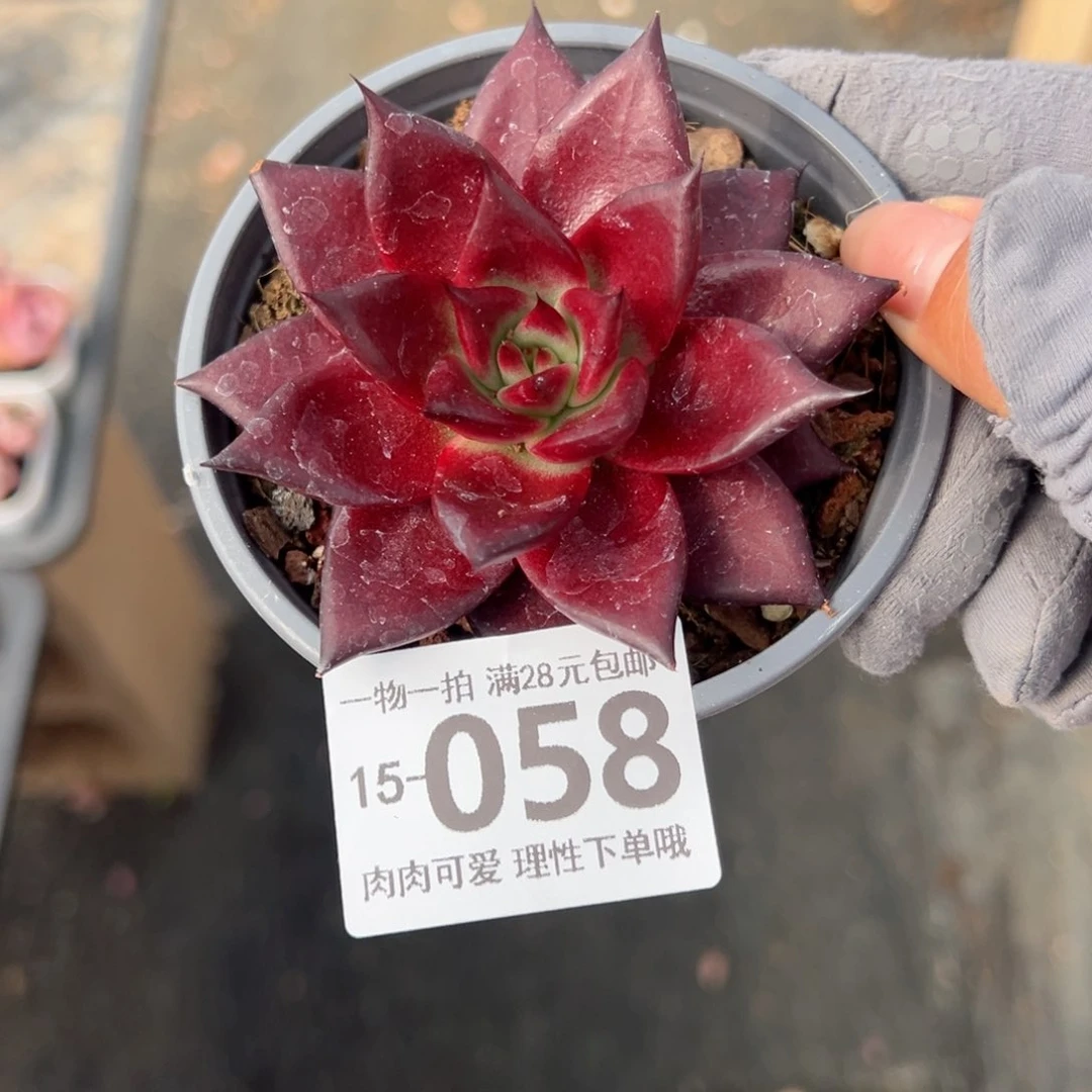 卡宴，多肉多肉多肉多肉