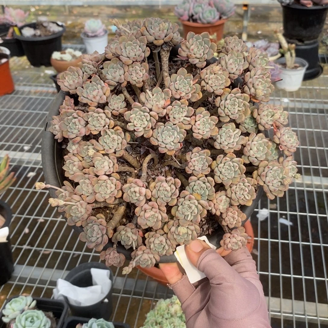 5757粉布偶一物一拍