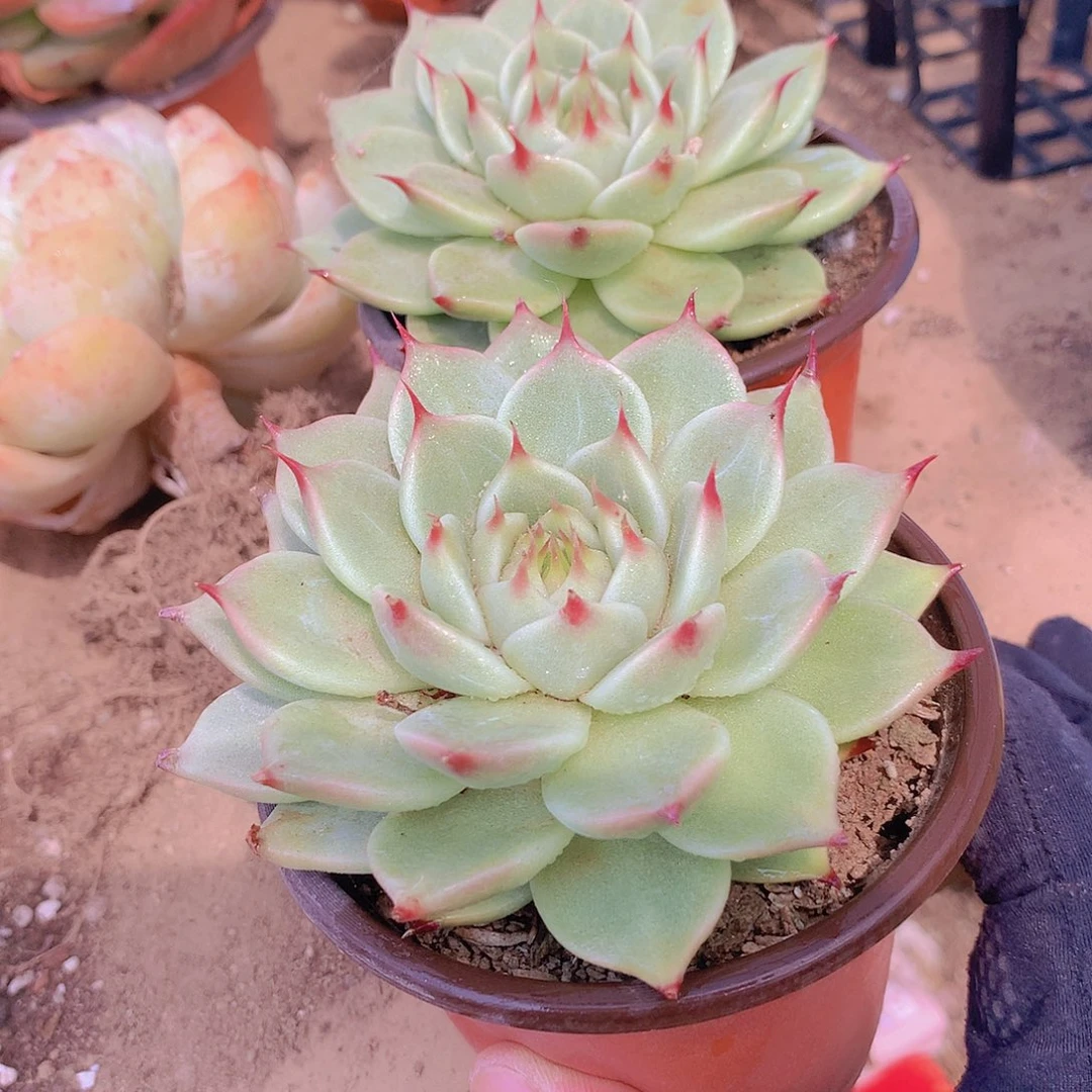 托斯卡内利246788999000