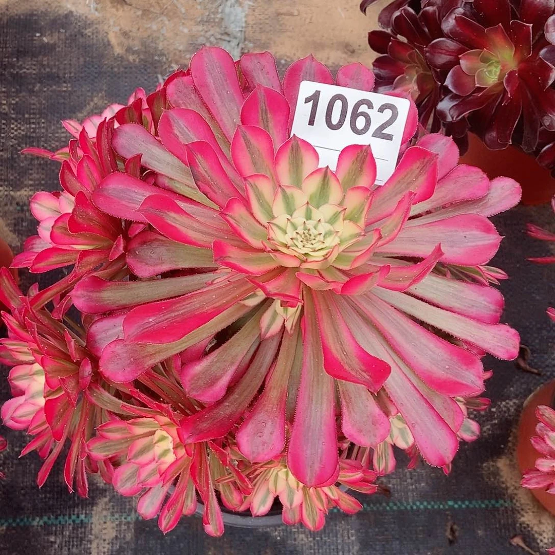 红陶1062红铜白3多肉