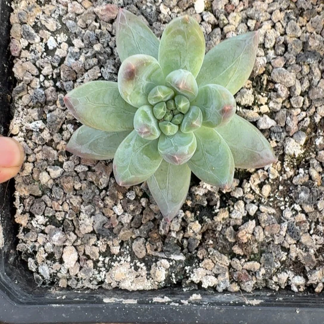 美人杂交 一物一拍