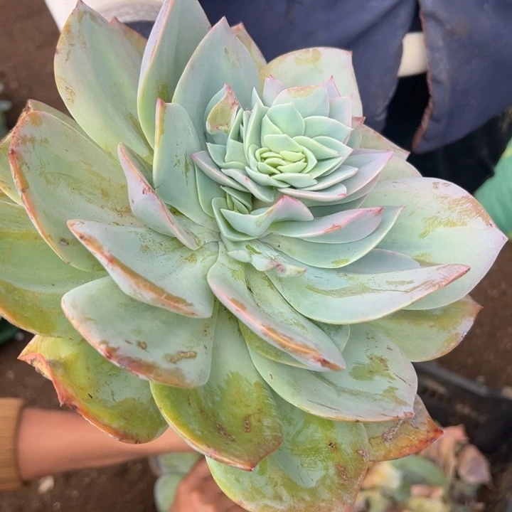 有***无地栽血凤缀化1棵（包邮不包损）