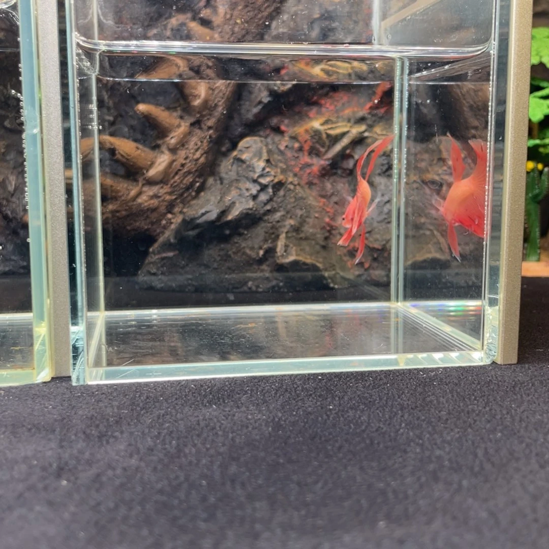 斗鱼十一月二十二日竞价