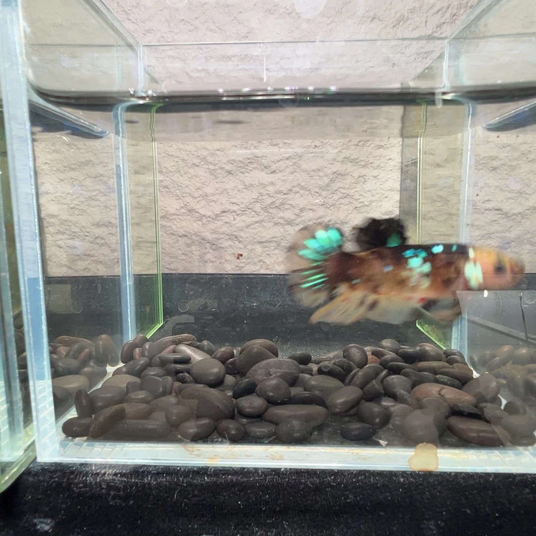 斗鱼阿浩泰斗10日43