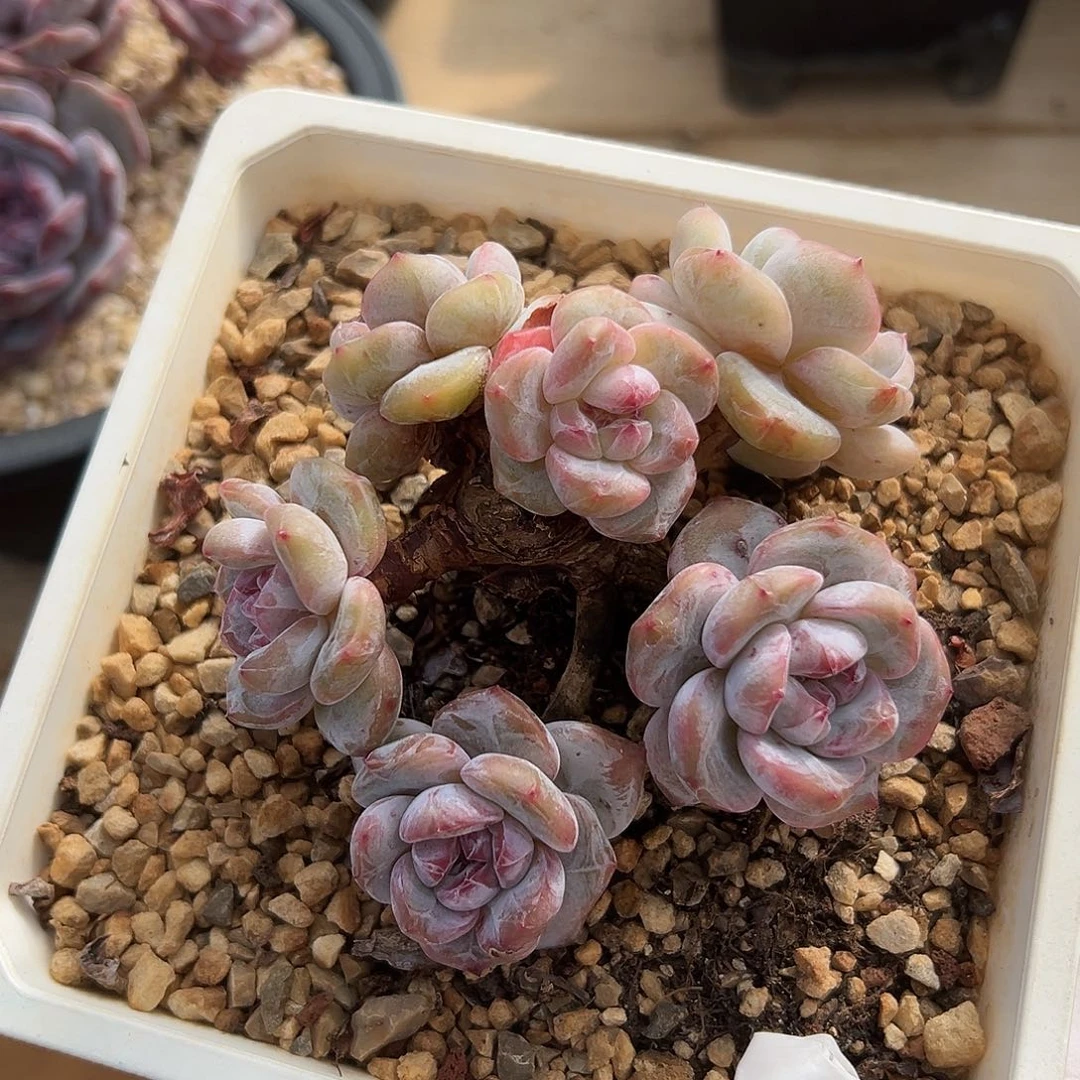 6头包脸哈哈哈哈哈哈哈