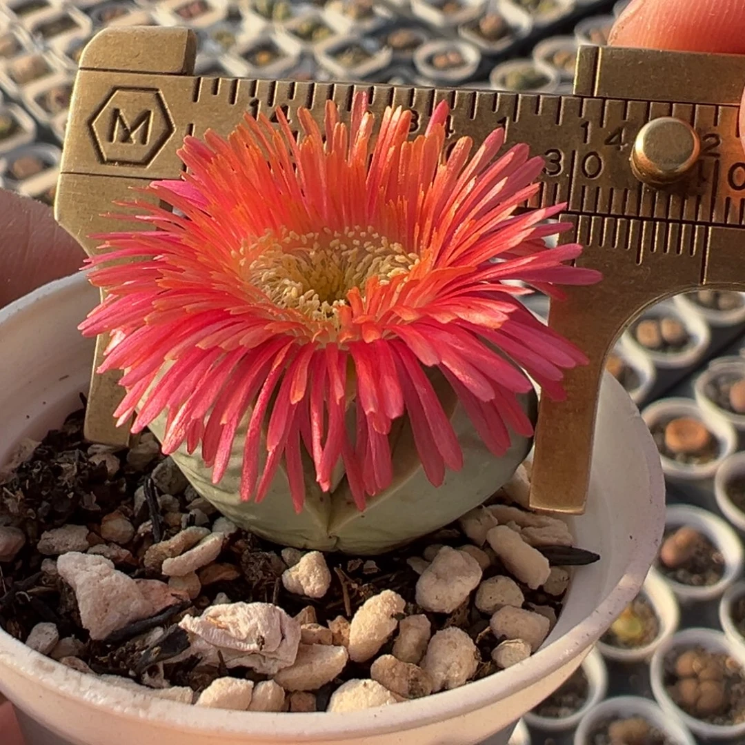 红花金陵多肉植物百科