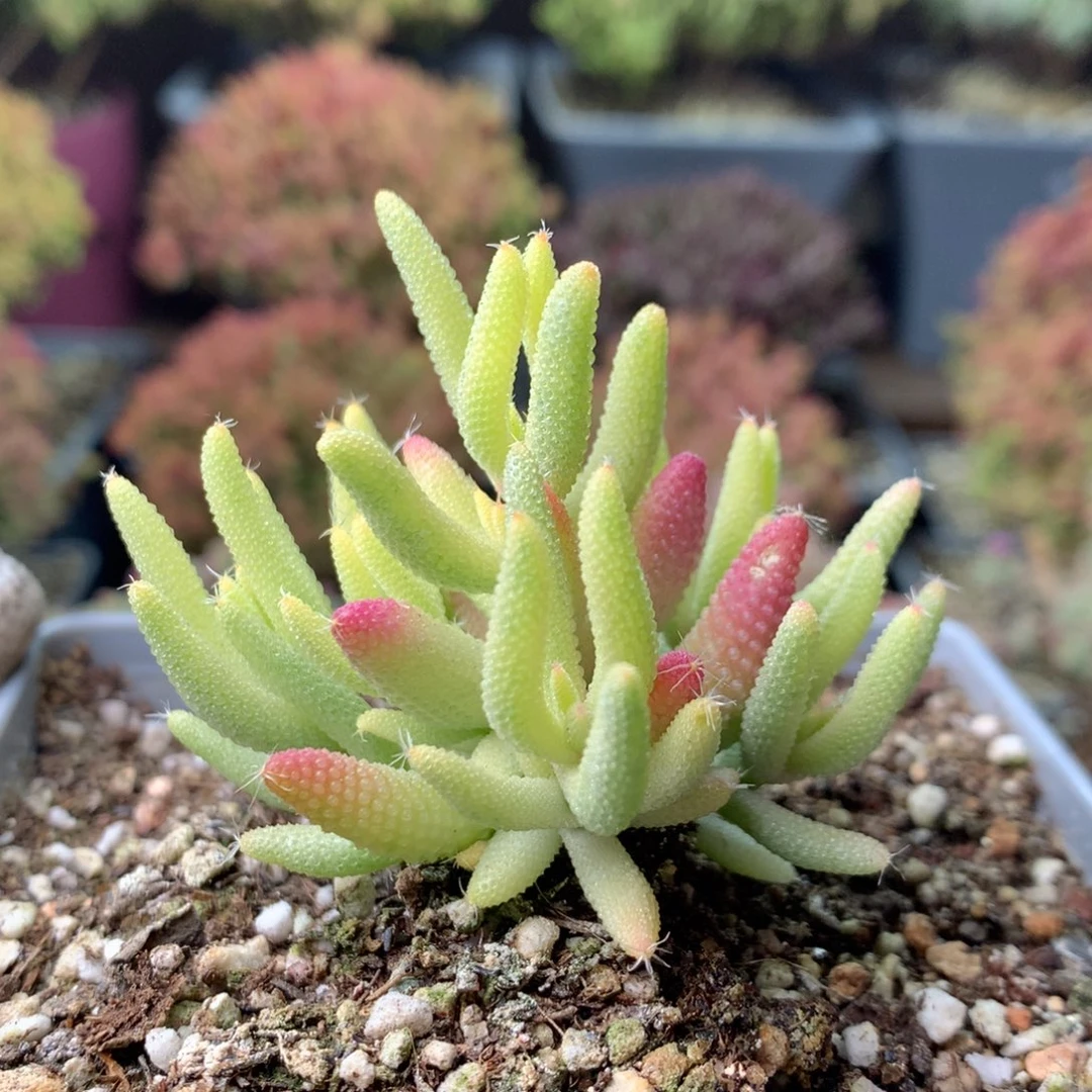 琉*醬159玉米锦 。