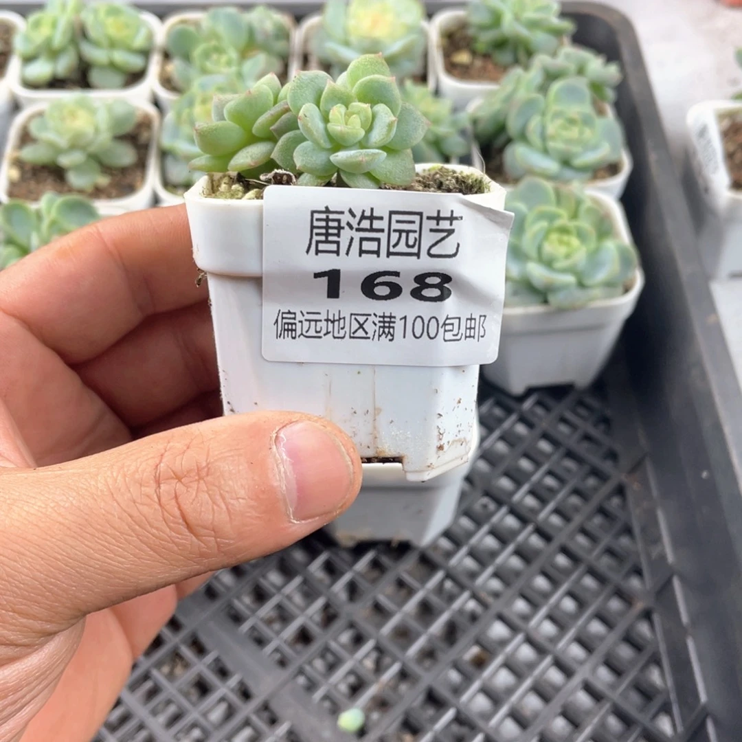 蓝****不知名一物一拍168