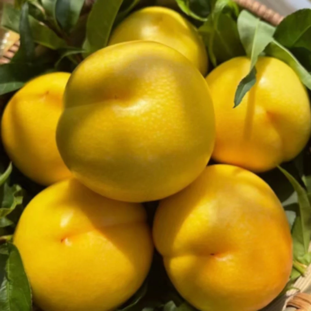 蒙阴蜜桃黄金油桃表皮无毛现摘现发口感脆甜黄心蜜桃桃子