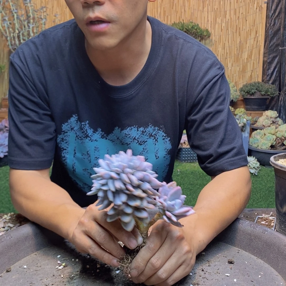 往****l219 号粉兔多肉