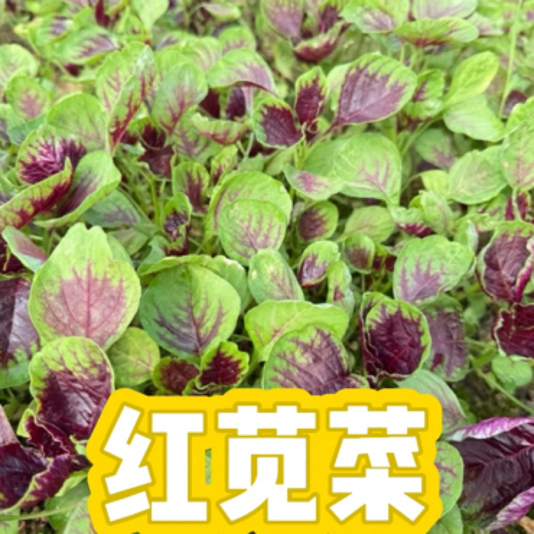 红苋菜带根发货现采现发
