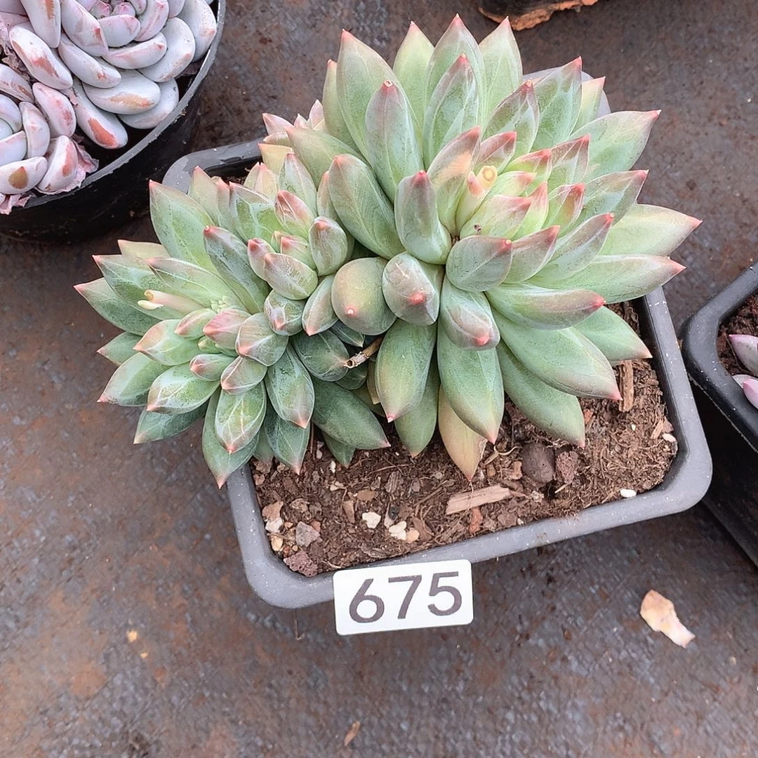 675重楼 一物一拍多肉