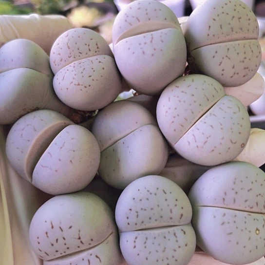 无花朵0931，2.5-2.8厘米老皮老疤