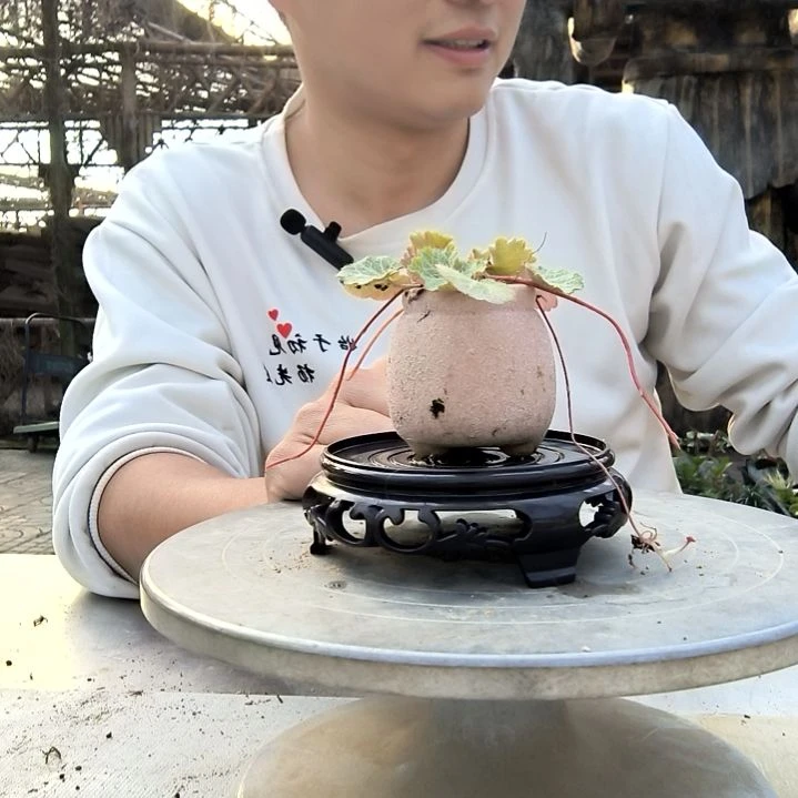 福**生小盆景小植物一物一拍198