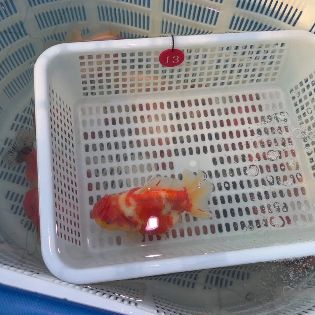 魚***樂金鱼你好吗我好想你啊我好