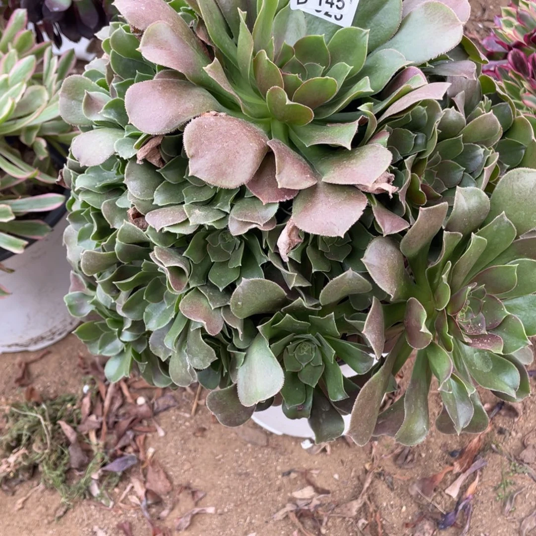 145柠檬多肉法师断枝不包