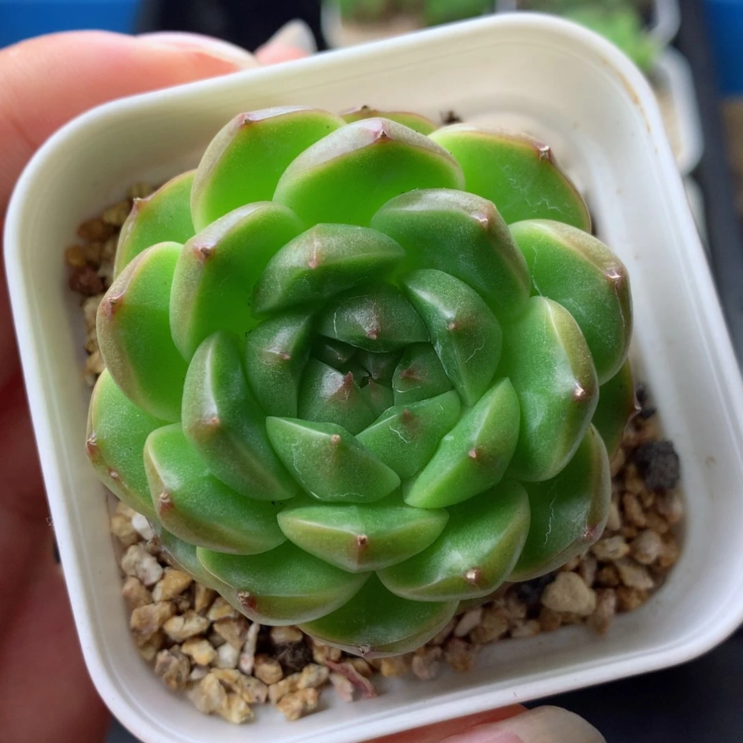 58包邮  群生不包整 74