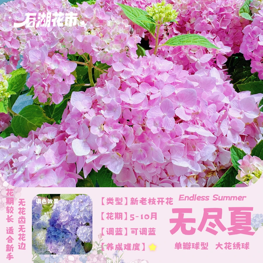 【基地直发】粉色无尽夏绣球原土原盆带花苞大花绣球花期长1