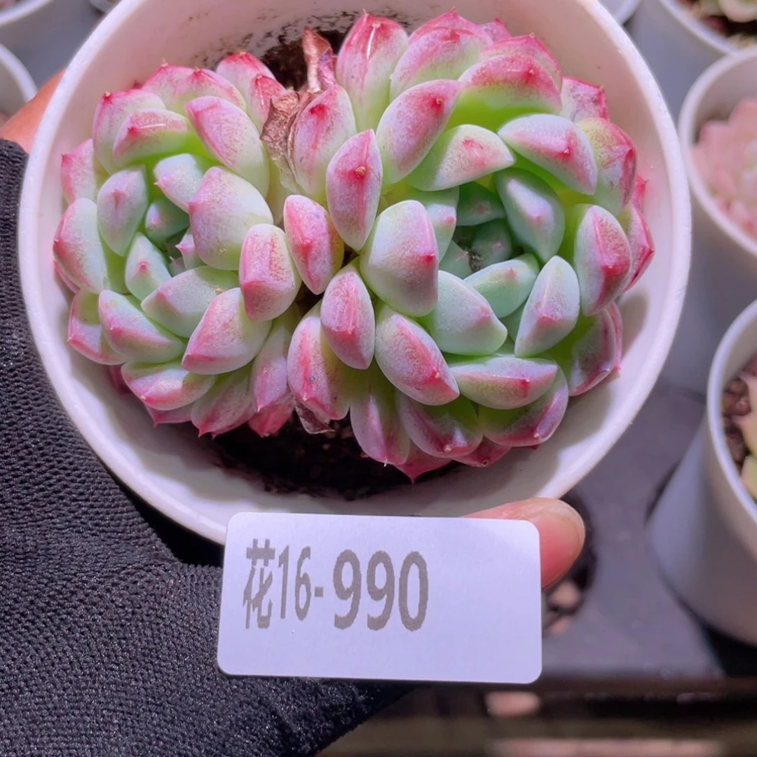 花利美16-990白桃汽水