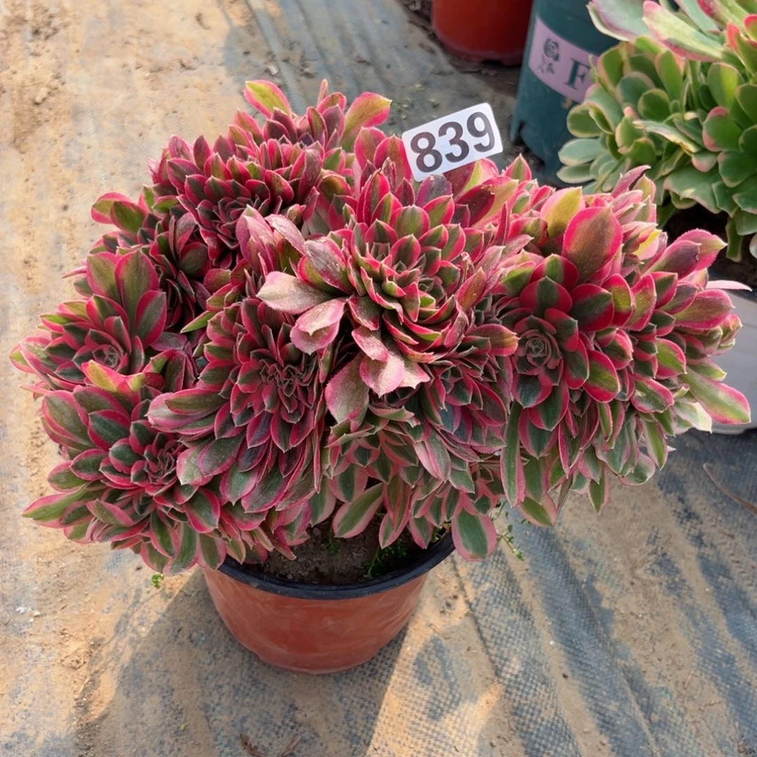 839粉女巫缀化多肉植物