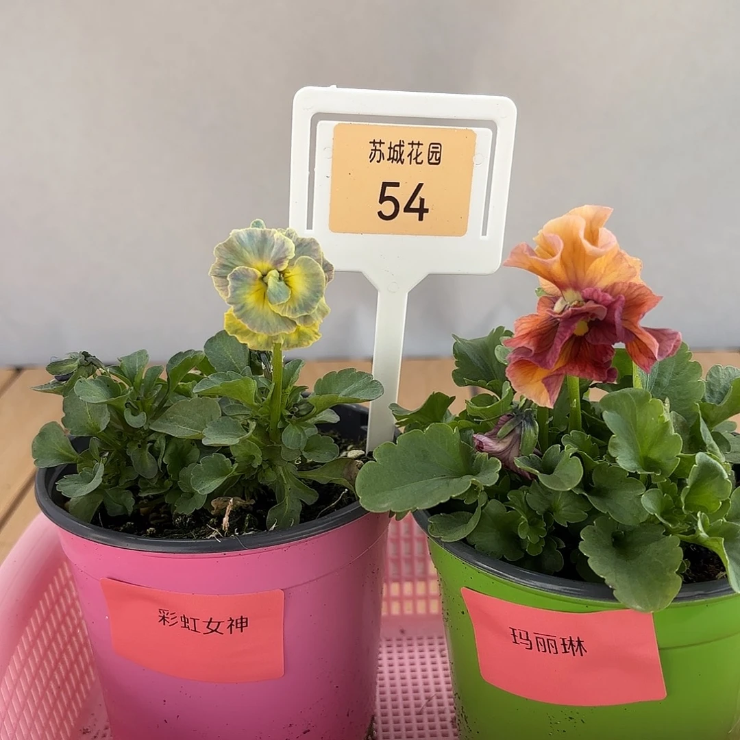 大部分开放少量花苞54