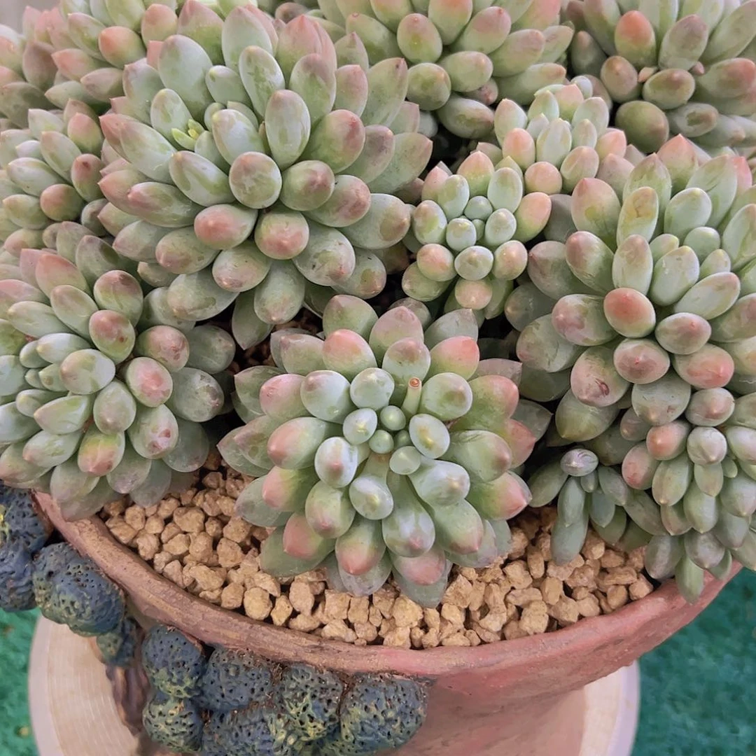 M****i美人多肉植物888888888