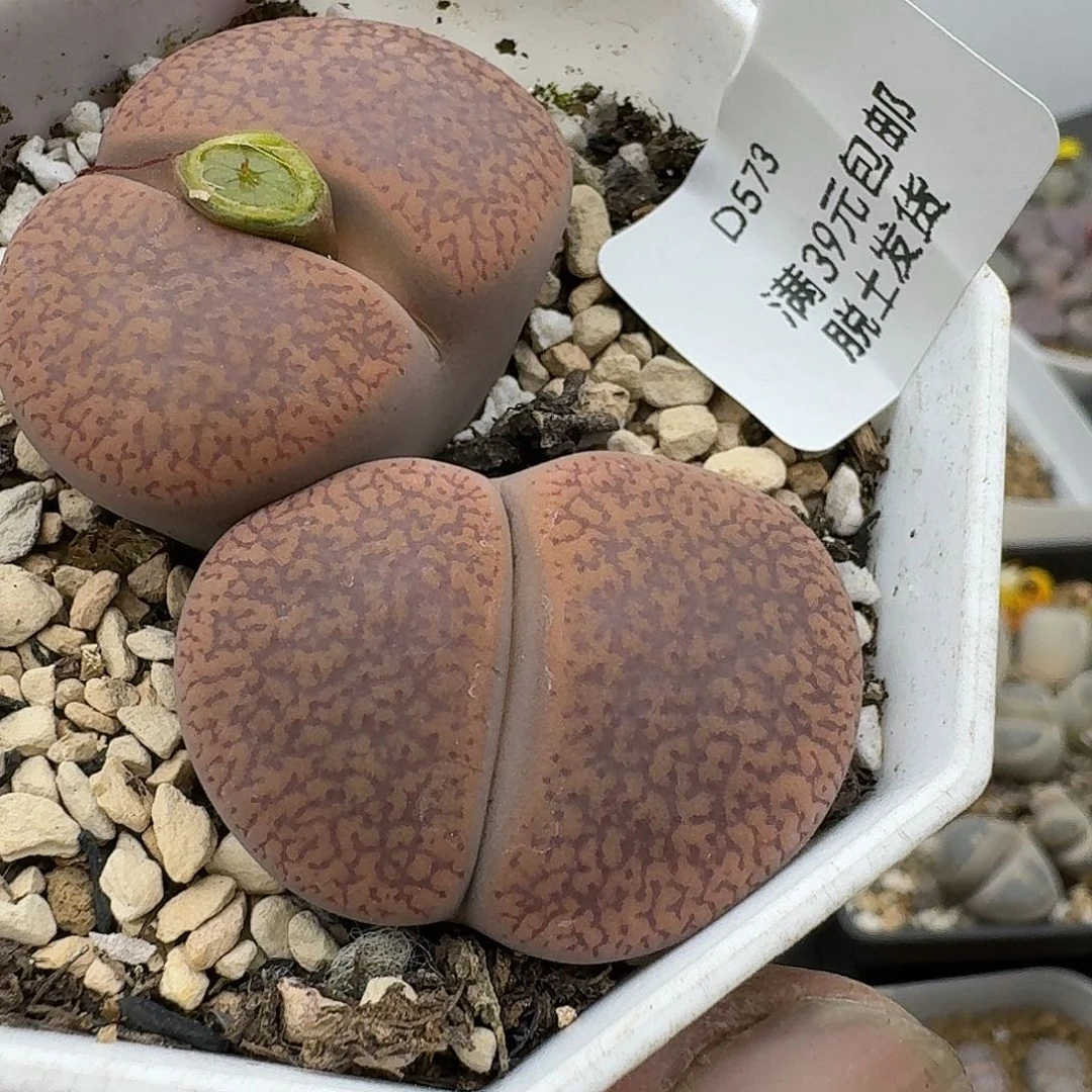 573多肉哈哈哈哈哈哈哈