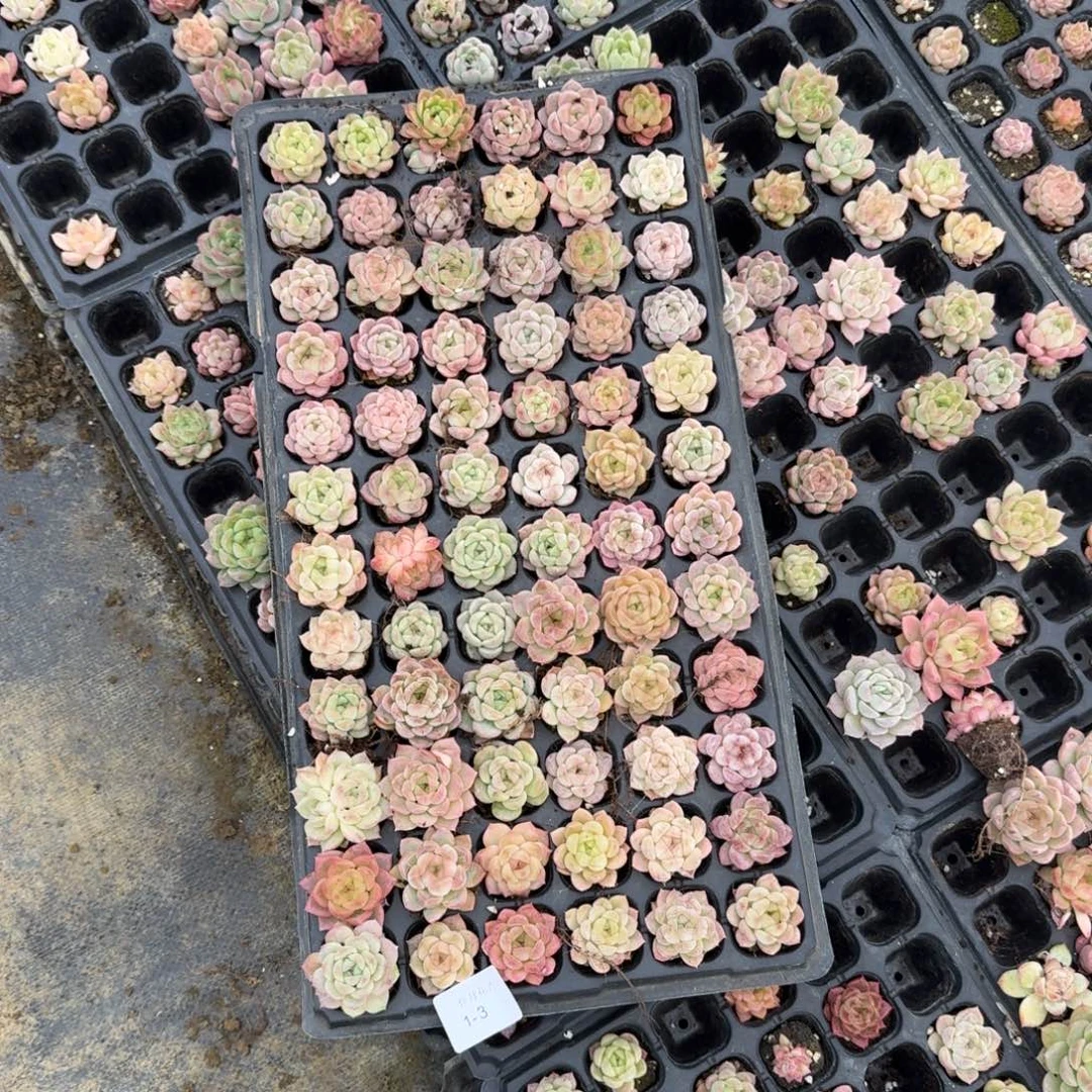 1-3微选育区珍妮一盘72颗连量拍