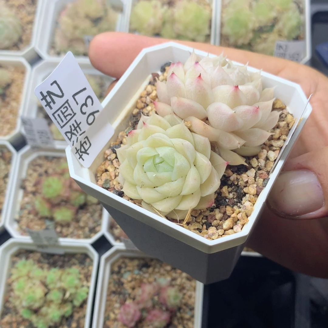 937女王玫瑰群不包整散