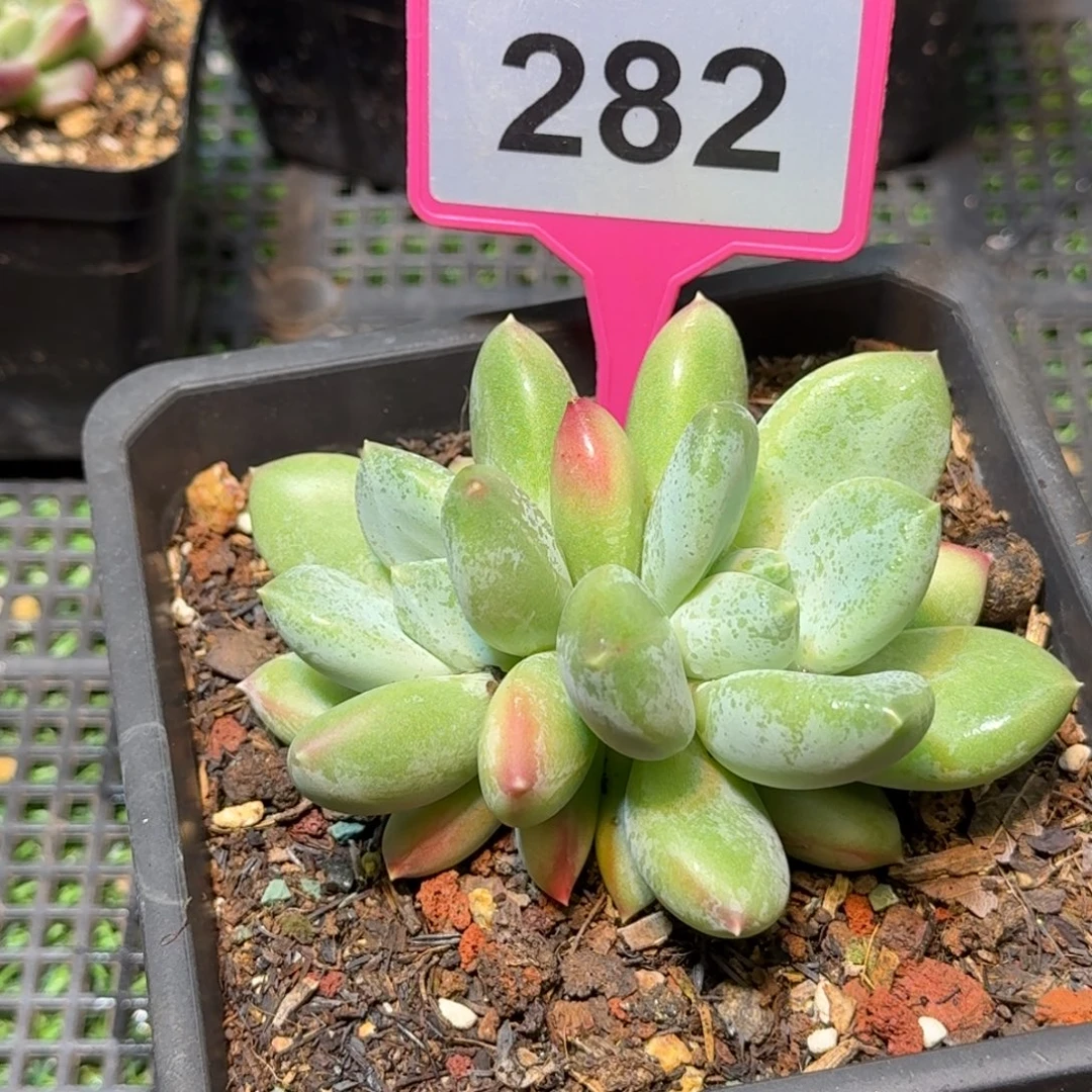 七彩三色优选多肉植物282
