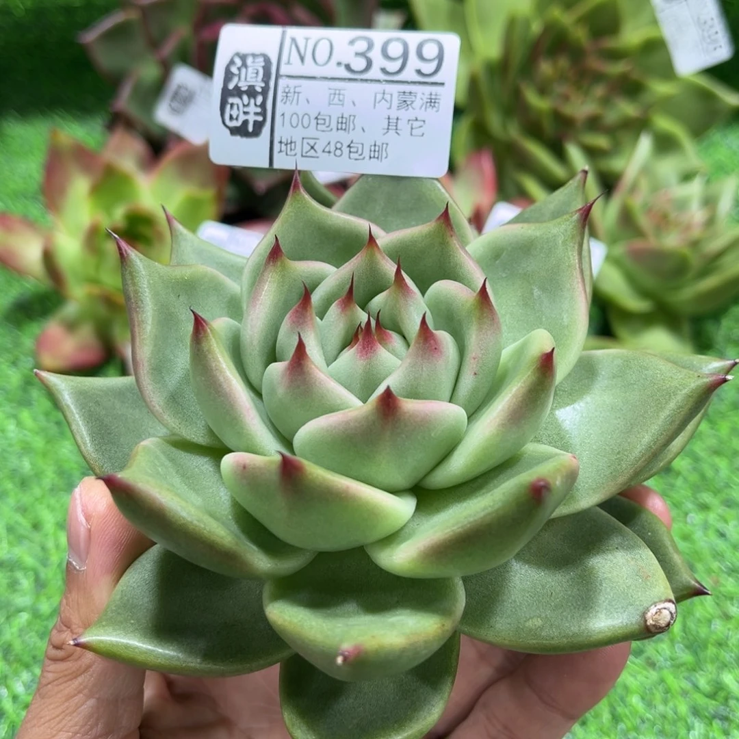 399………………………………宝石