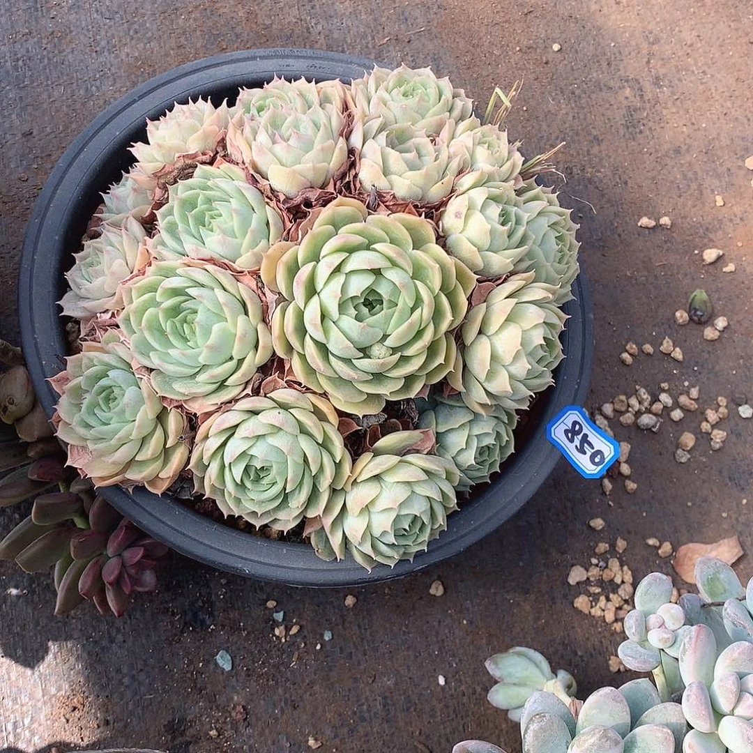 850昂斯诺 一物一拍多肉