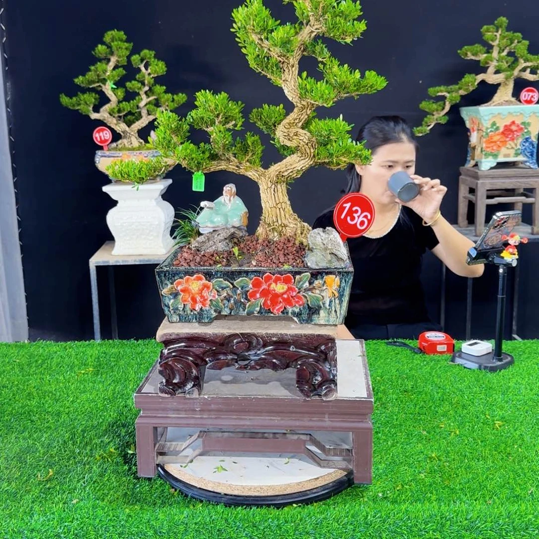 当前无花朵，栽培后可花朵