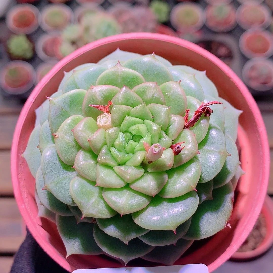 乐然6-120 新品单头