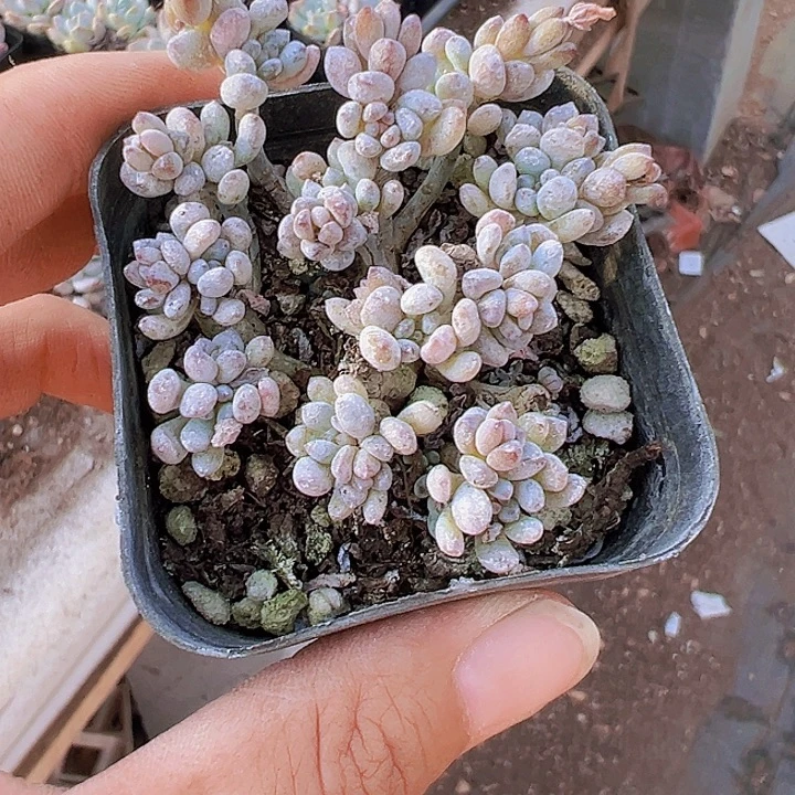 蓝豆多肉植物19包邮