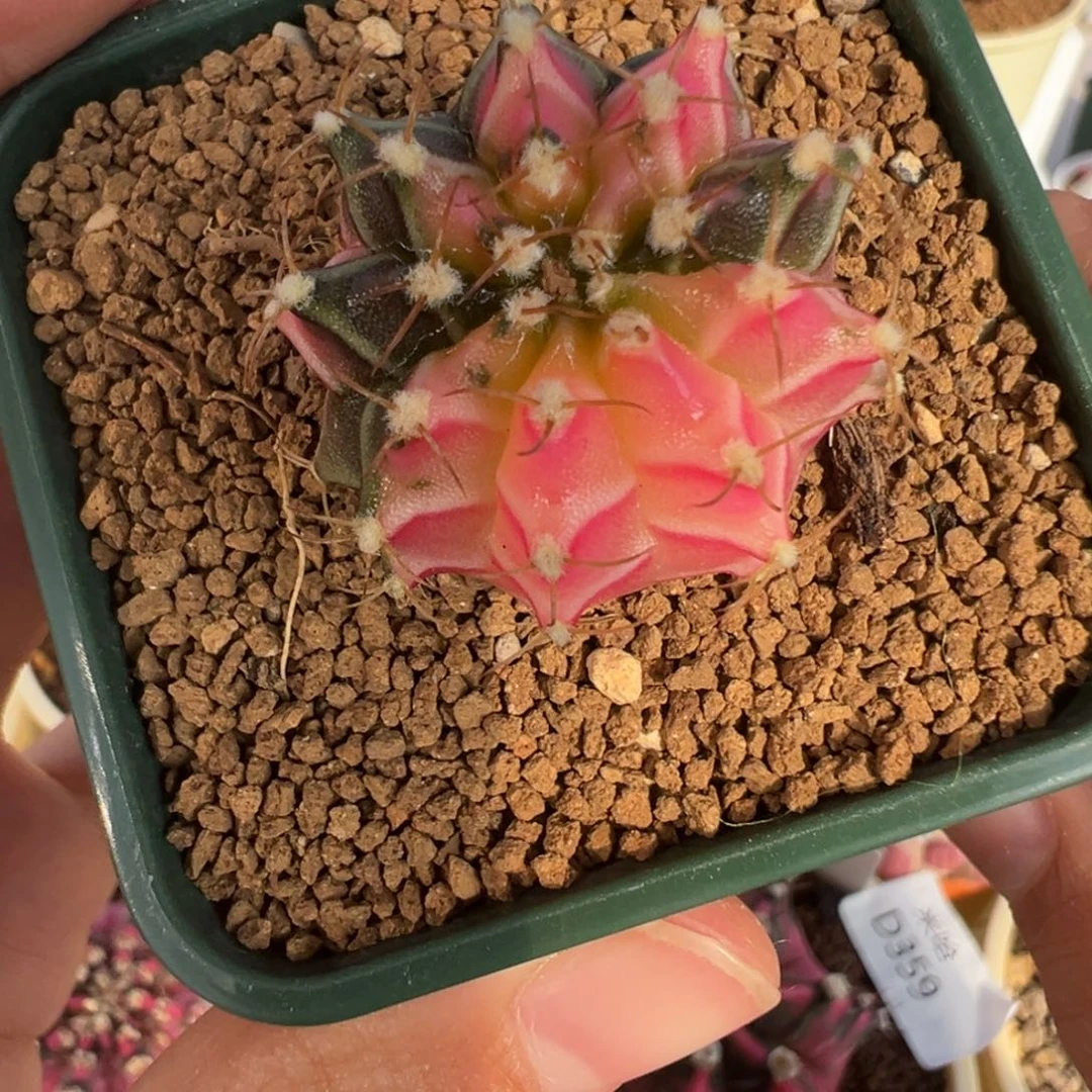 415 好看的米哈冲冲冲