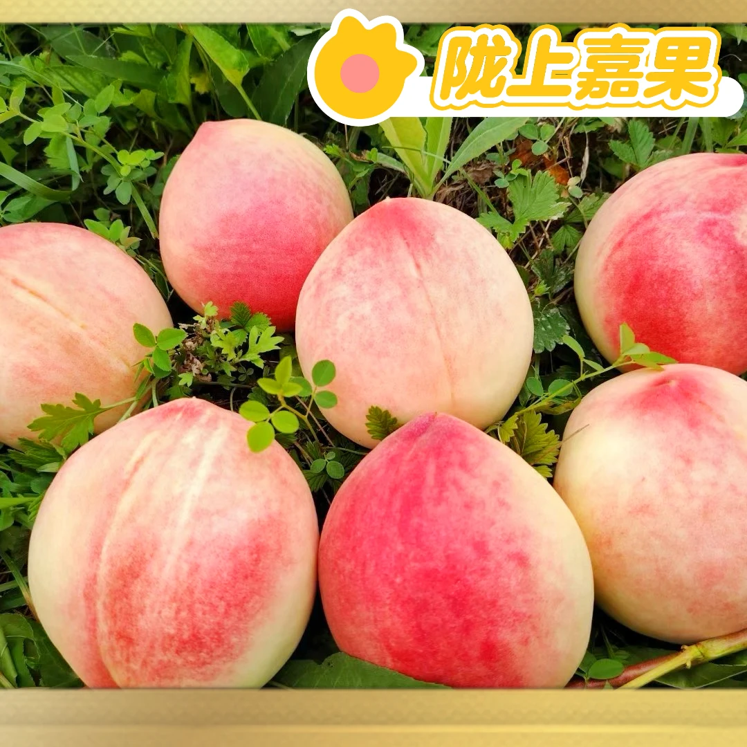 顺丰【北京七号蜜桃省外拍】新鲜现摘香甜水蜜桃脆桃软桃桃子礼盒装