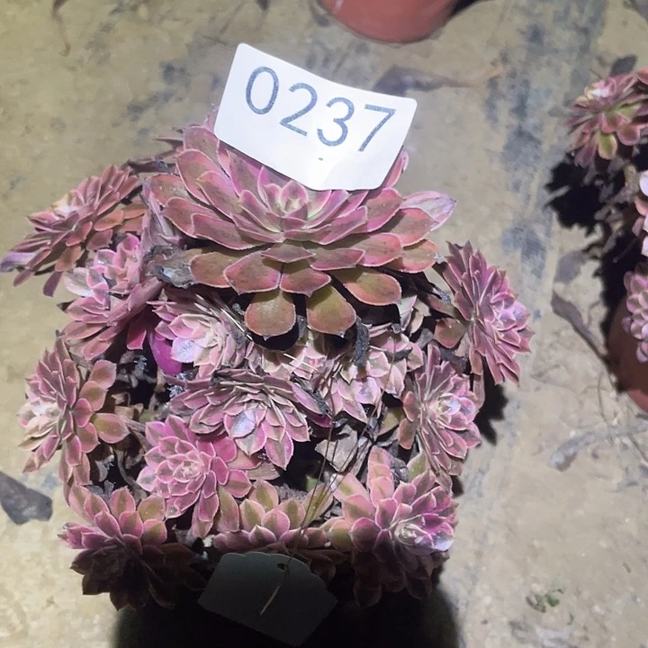 ?****?多肉植物法师237黑铜白