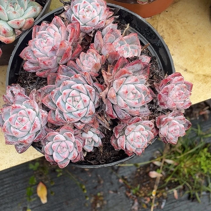你***阿尔巴佳人多肉植物