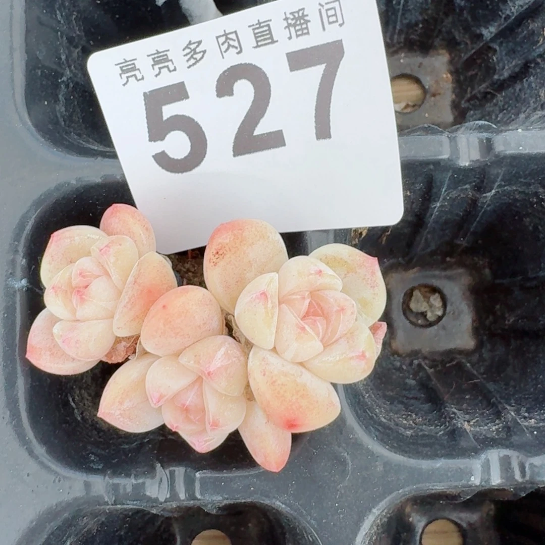 小脸冰玉      愿你一路坦途，乘风破浪展宏图
